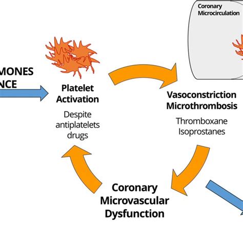 The Eva Hypothesis Platelets Coronary Microvascular Dysfunction And