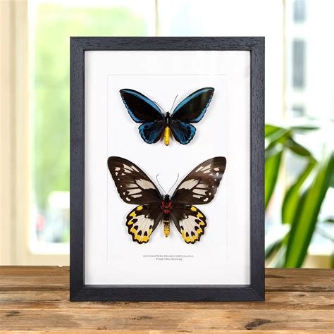 Priam S Blue Birdwing Butterfly Male And Female Pair In Box Frame Ornithoptera Priamus Urvillianus