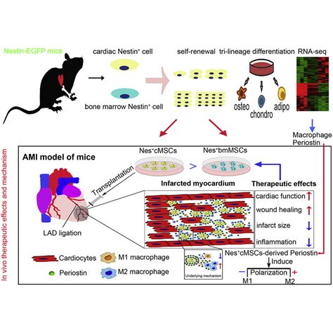 Cardiac Nestin Mesenchymal Stromal Cells Enhance Healing Of Ischemic