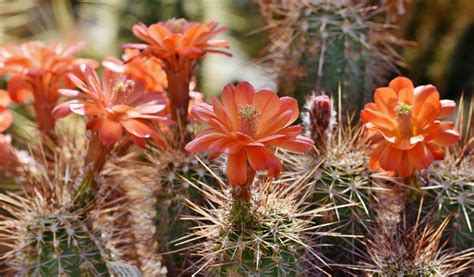 Comment Entretenir Un Cactus En Extérieur Jardiland