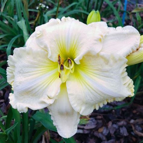 Daylily Hemerocallis Spacecoast Big Frosty In The Daylilies