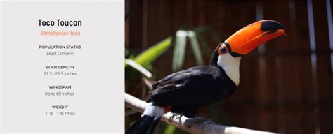 Toucan - Avian Behavior International