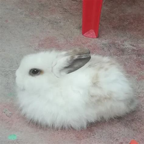 Красивый медовый горшок для губ | AliExpress