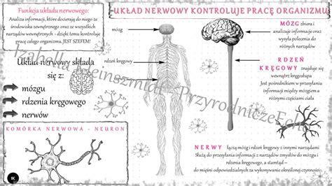 Sketchnotka Uk Ad Nerwowy Kontroluje Prac Organizmu W Power Point Do