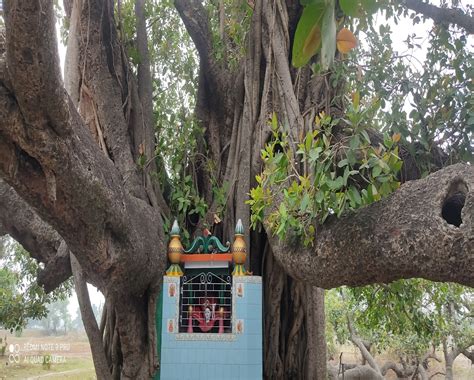 Banyan Tree Is The Center Of Faith For Devotees श्रद्धालुओं के लिए