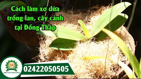 XỬ LÝ XƠ DỪa TrỒng Lan Cách Làm Xơ Dừa Trồng Lan Của Nông Dân Đồng Tháp Trang Web Cung Cấp