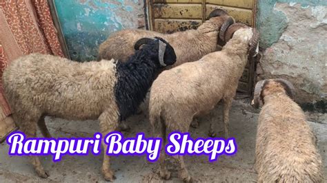 Rampuri Baby Sheeps Rampuri Sheep Available In Hyderabad Taiyari Ke