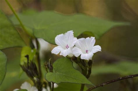 Tiny White Morning Glory Vine Wildflower Ipomea Alba Stock Image