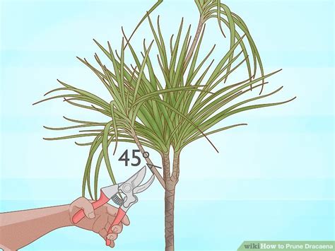 How To Prune Dracaena 11 Steps With Pictures Wikihow