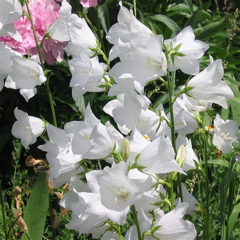 Campanula Persicifolia Alba Campanula Caerulea