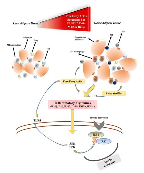 The Effects Of Obesity On Inflammatory Cytokine Production And