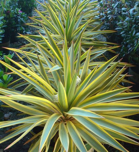 Юкка колор гуард (75 фото) » НА ДАЧЕ ФОТО