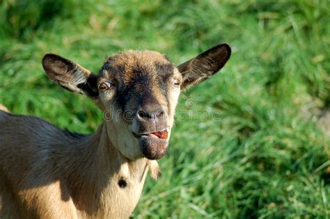 Distorted goat stock photo. Image of curious, beard, muzzle - 22913696