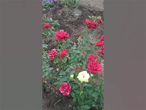 Чайно гибридная срезочная роза 🌹 Эксплорер. - YouTube