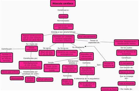 Fisiologia Basica Y Medica Mapa Conceptual De Generalidades De Sistema