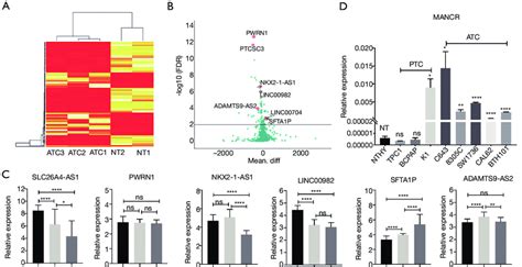 Whole Transcriptome Sequencing And Validation Of Lncrna Expression In