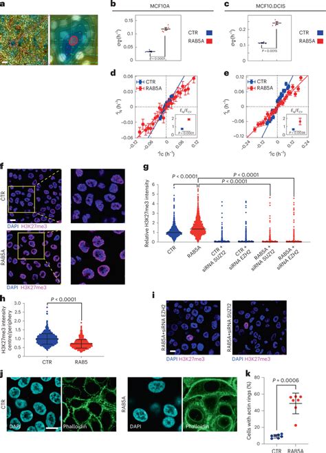 Tissue Fluidification Induces Nuclear Stiffness Heterochromatin