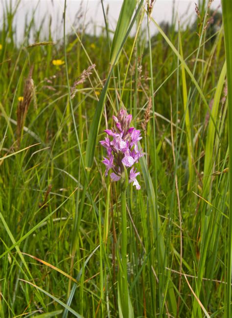 Better Than The Levels You Know Sussex Botanical Recording Society