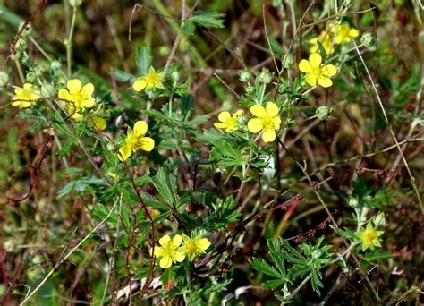 Silber Fingerkraut Potentilla Argentea Agg Zempow 12082 Flickr