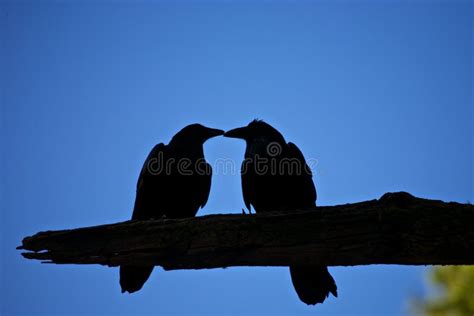 Kissing Crows Silhouette Stock Image Image Of Bird Couple 19908025