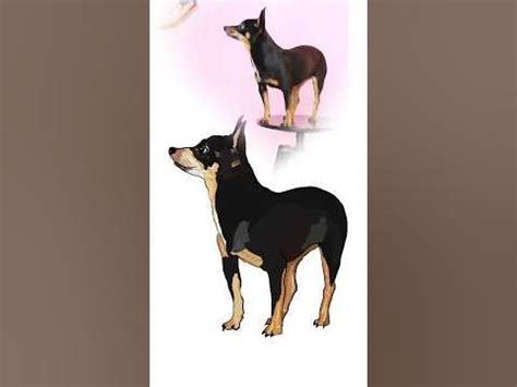 Como Desenhar Um Pinscher - Como desenhar um Pinscher #desenho #comodesenhar #cachorro #dog #draw # ...