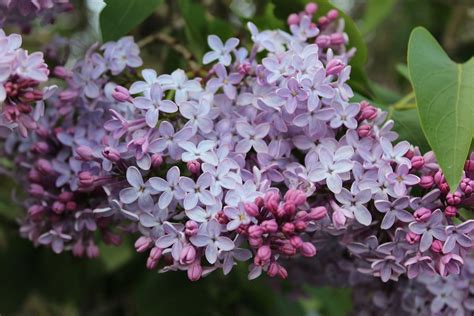 Purple Lilac Close-Up The Buds - Free photo on Pixabay - Pixabay