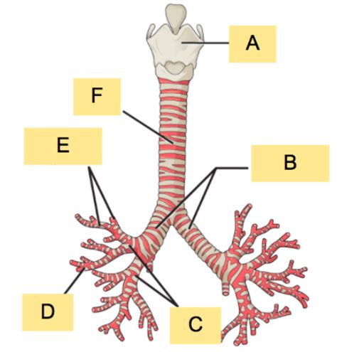 bronchi Diagram | Quizlet