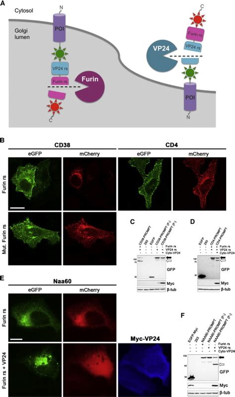 PROtease Assay for Membrane Protein Topology, or PROMPT | Download ...