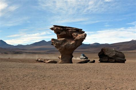 Фотокартина ”Каменное дерево 1” для интерьера, купить