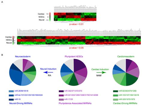 Genome Scale Mirna Profiling Of Hesc Cardiac And Neural Specification