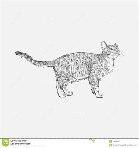 Illustration Drawing Style of Cat Stock Illustration - Illustration of ...