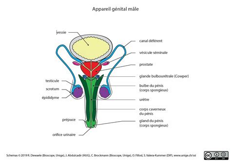 Repr Sentations Anatomiques Des Organes G Nitaux Dans Les Ressources