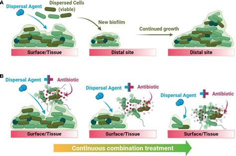 Frontiers Combination Therapies For Biofilm Inhibition And