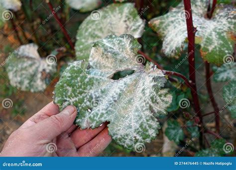 Okra Plant Diseases Whitening Of Okra Plant Leaves Diseased Okra