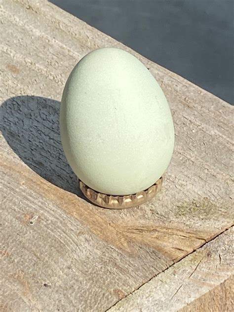 Hennifer Laid Her First Egg Today R Backyardchickens