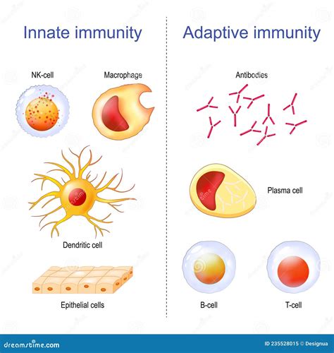 Adaptive Immunity And Innate Immunity. Immune System Cartoon Vector ...