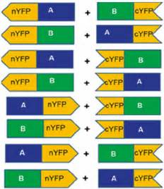 Illustration of FRET image analysis: setting parameters for FRET... 