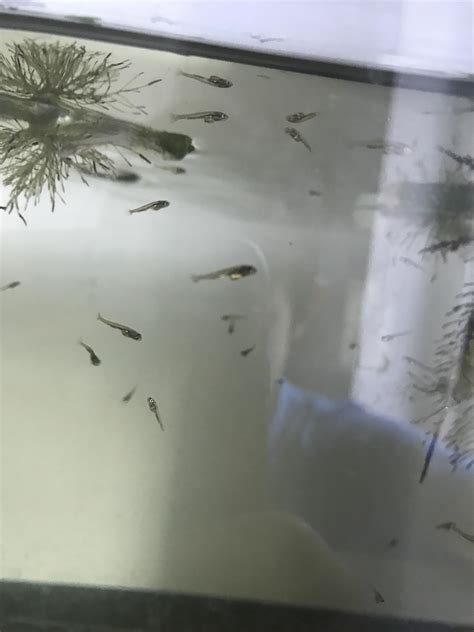 My babies😍(common and comet goldfish hybrid) : r/Goldfish