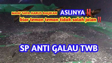 SP ANTI GALAU TWB ORIGINAL YouTube