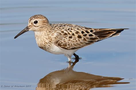 Bairds Sandpiper Photo Jim Arterburn Photos At