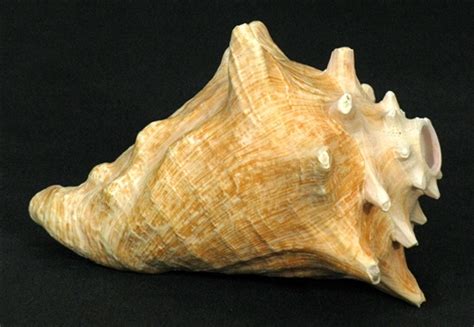 Conch Shell Blowing Horn