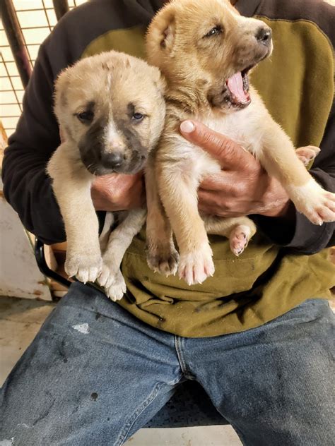 Central Asian Shepherd Puppies For Sale | Cincinnati, OH #331496