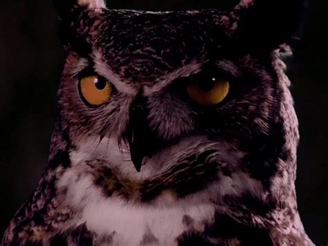 Why Are Owls So Scary? A Folklore Historian Explains the Ancient Reasons