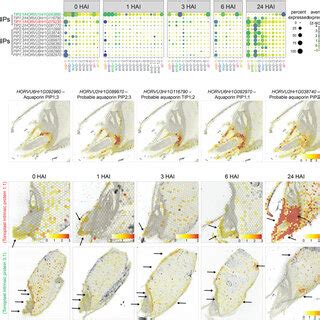 Spatio Temporal Expression Of Aquaporin Genes During Barley