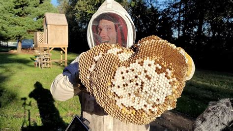 Massive European Hornet Nest In Ceiling Largest Hornet Nest Ever Removed Eating Hornets