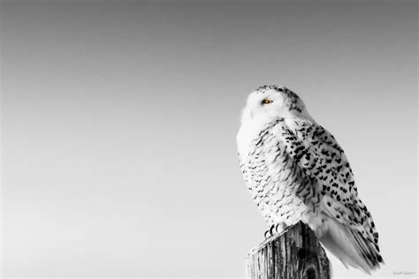 Snowy Owl Infrared Photography By Sharif Galal Owl Infrared