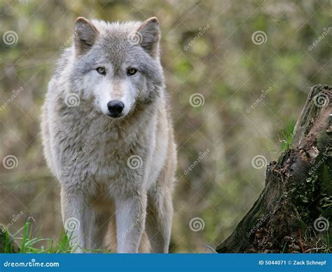 Gray Wolf Stock Image - Image: 5044071