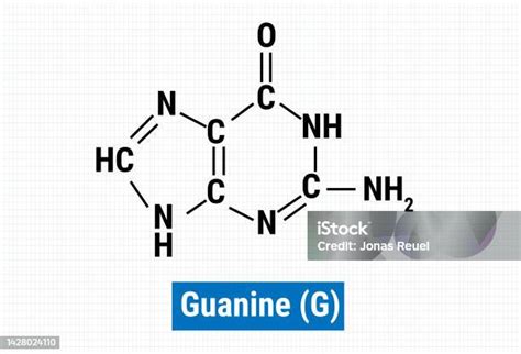 Chemical Structure Of Guanine Stock Illustration Download Image Now Acid Icon Symbol Anti