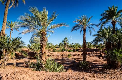 Palm Oasis in Zagora Province in Morocco Stock Image - Image of oasis, remote: 152870651