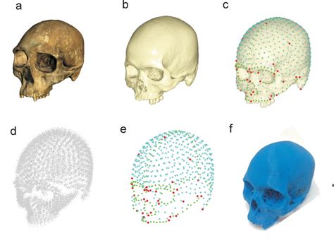 A Typical Workflow In Virtual Morphology For Geometric Morphometric